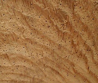 Djembe Wood Termites